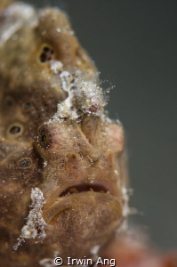 A L I E N
Commerson's frogfish (Antennarius commerson) 
... by Irwin Ang 